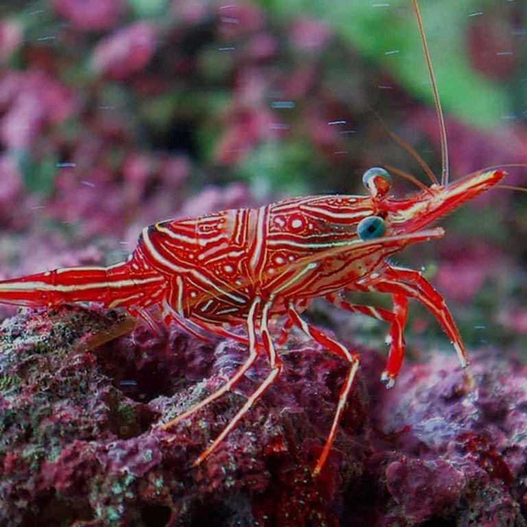 Camel Shrimp