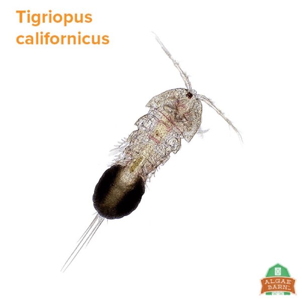Reef Copepods