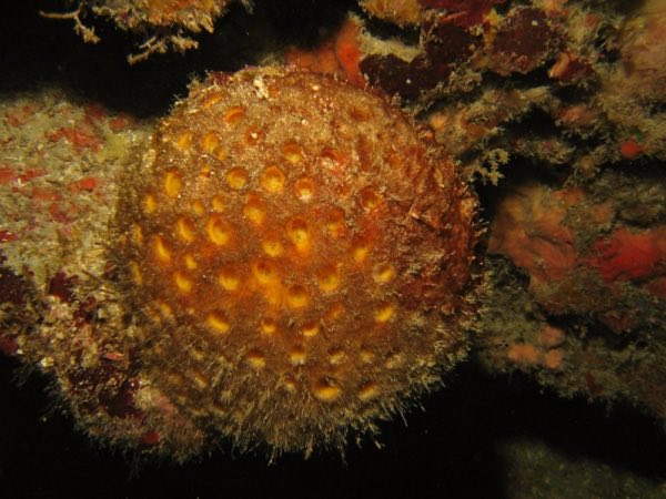 Orange Ball Sponge