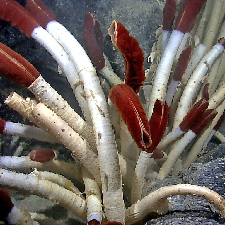 Tube Worm