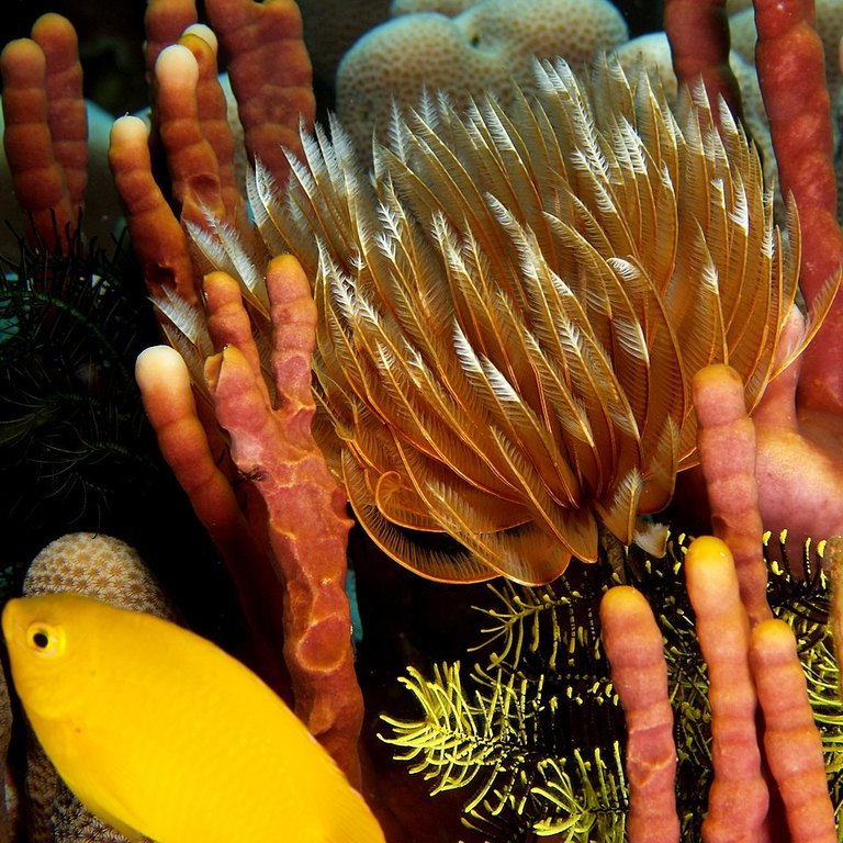 Feather Duster Worm