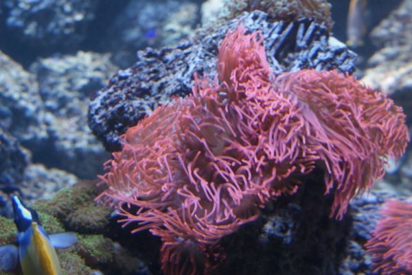 Bubble Tip Anemone