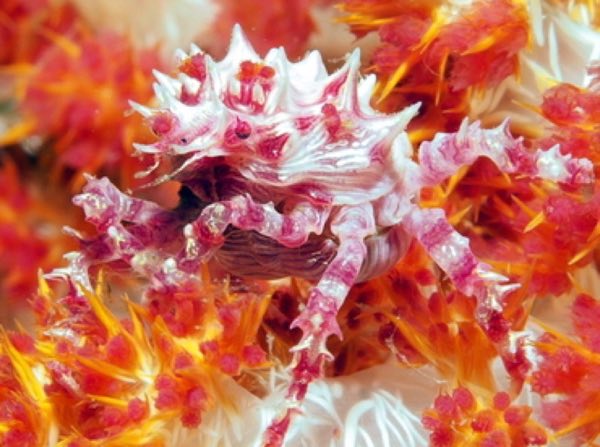 Acropora Crab