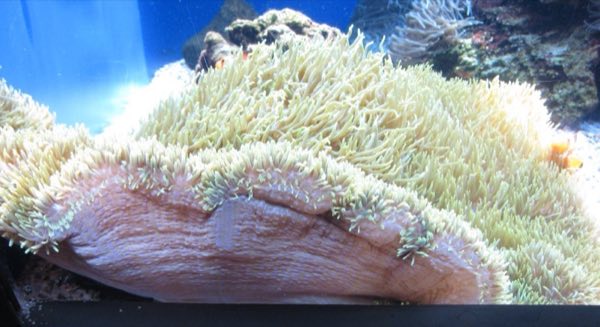 Carpet Anemone