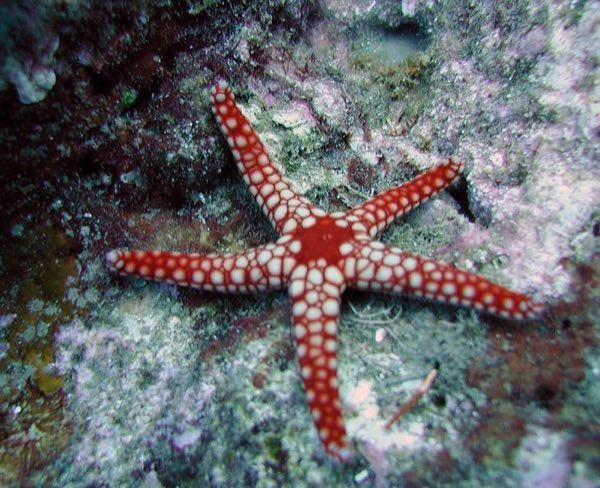 Fromia Starfish