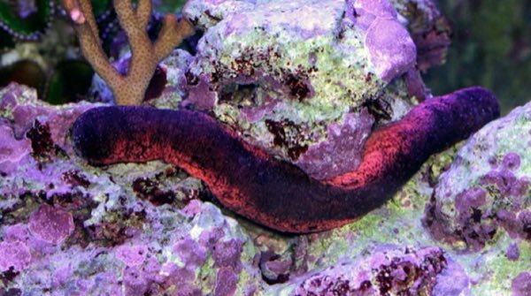 Pink and Black Sea Cucumber