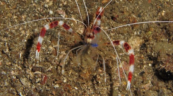 Boxing Shrimp