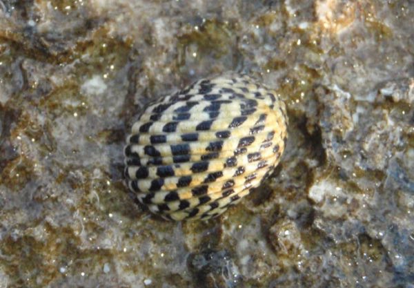 Nerite Snail