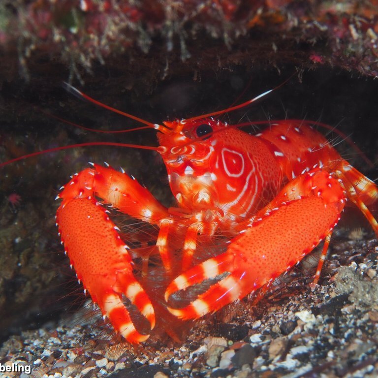 Reef Lobster