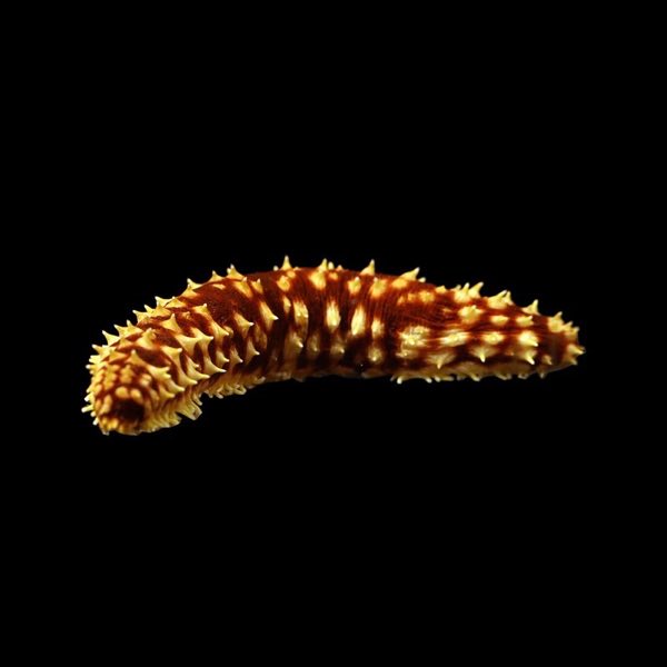 Golden Sea Cucumber