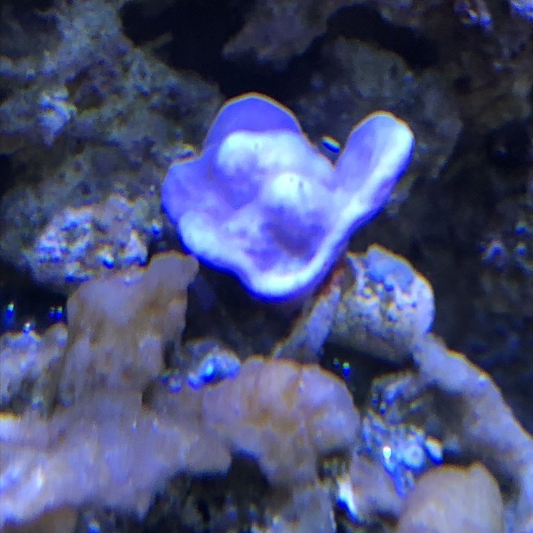 Photosynthetic Sponge
