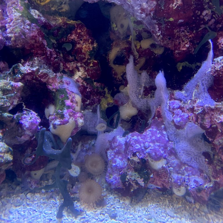 Cryptic Sponge