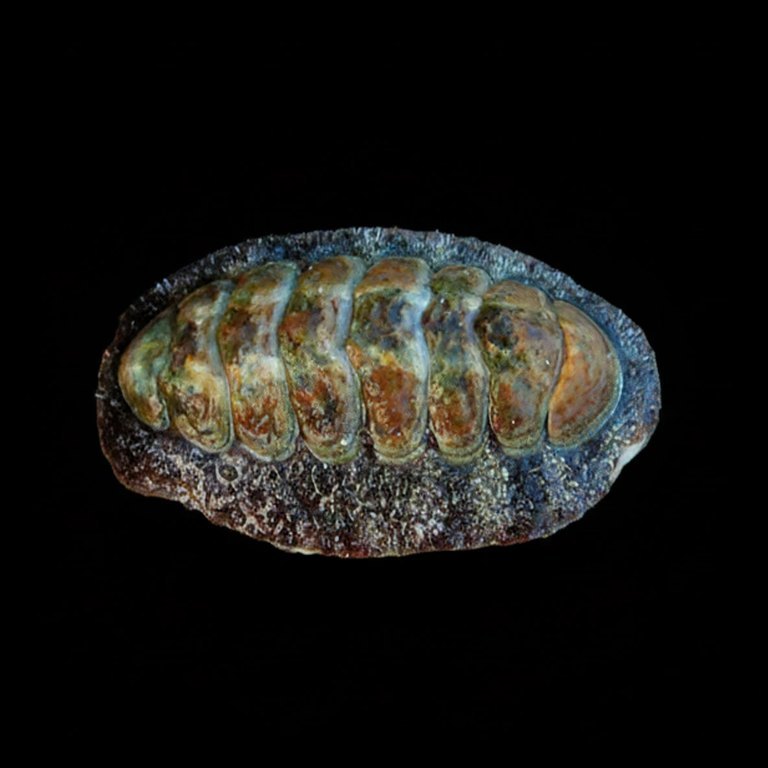 Chiton