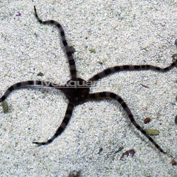 Tiger Striped Serpent Star