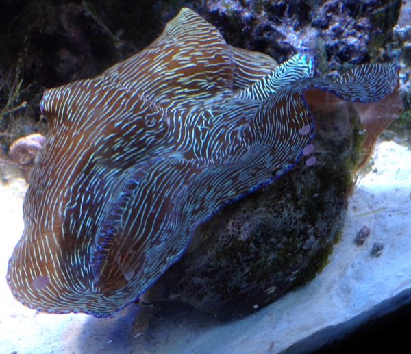 Derasa Clam