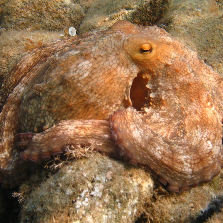 Octopus