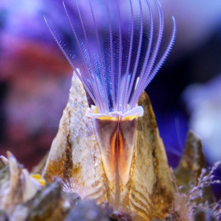 Barnacle