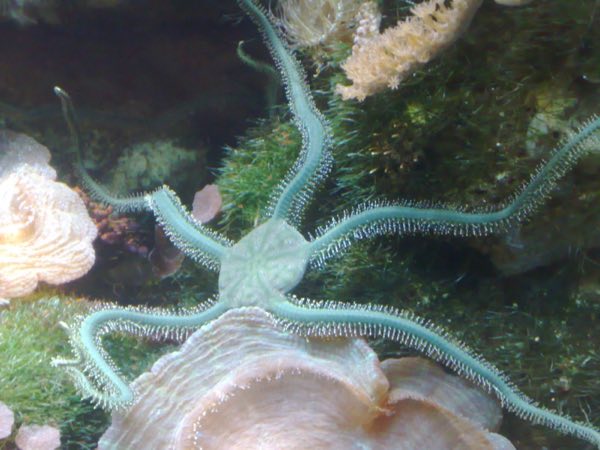 Green Brittle Star