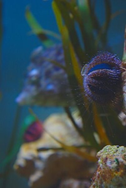 Tuxedo Urchin