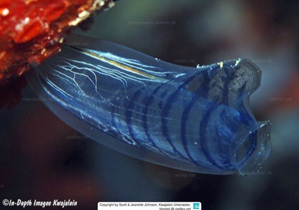 Blue Tunicate