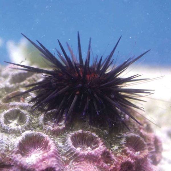 Rock-Boring Urchin
