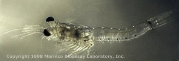 Mysid Shrimp