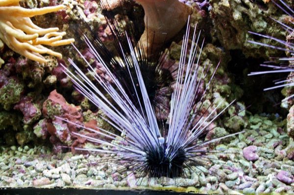 Long-Spined Urchin