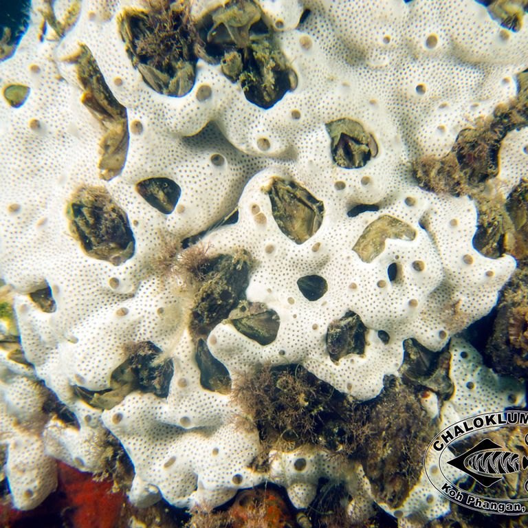 Encrusting Sponge