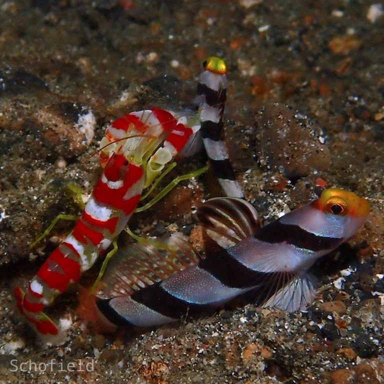 Pistol Shrimp