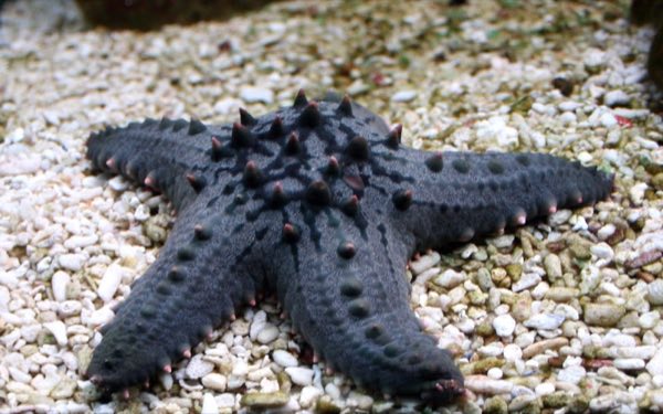 Chocolate Chip Starfish