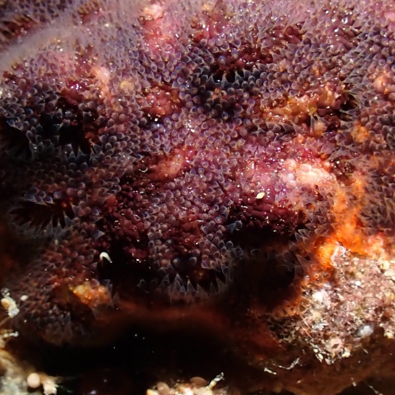 Branching Bryozoan