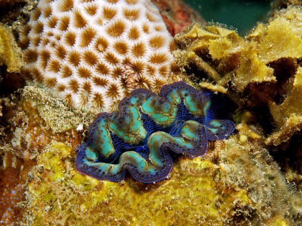 Crocea Clam