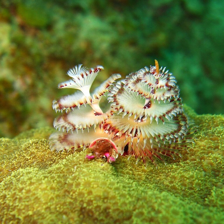 Christmas Tree Worm