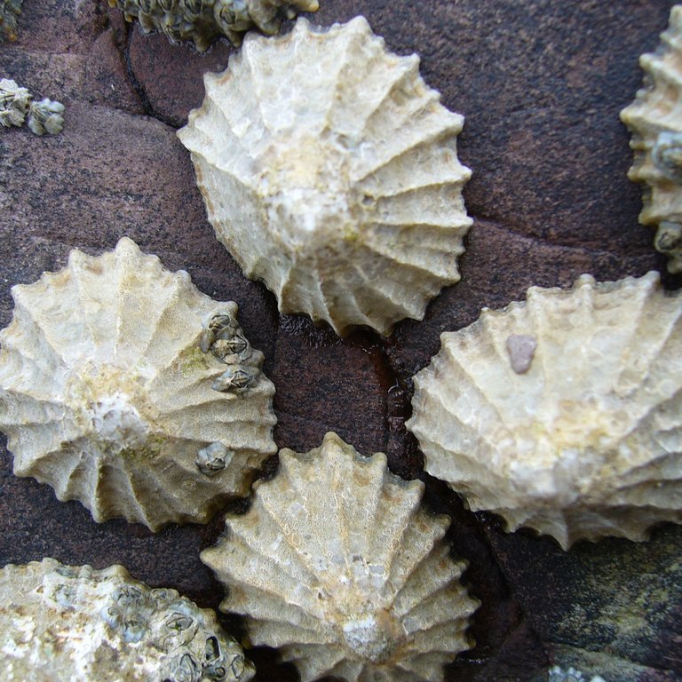 Limpet