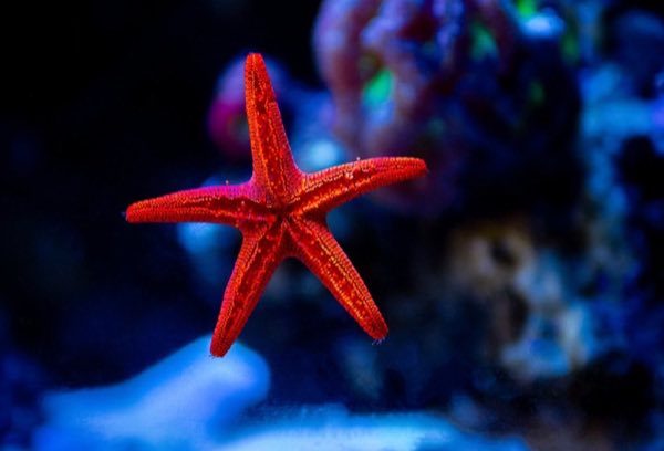 Red Mesh Starfish