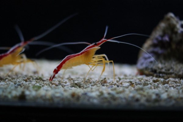 Cleaner Shrimp