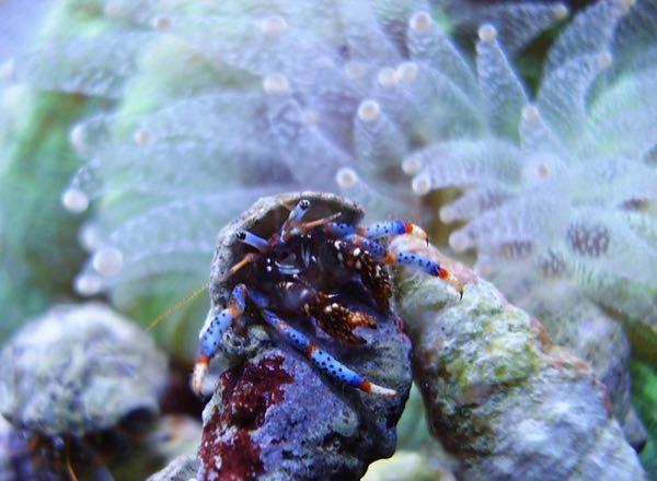 Blue Leg Hermit Crab