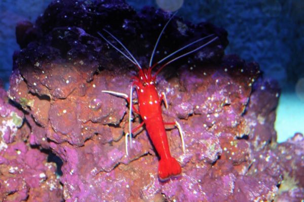 Blood Red Fire Shrimp