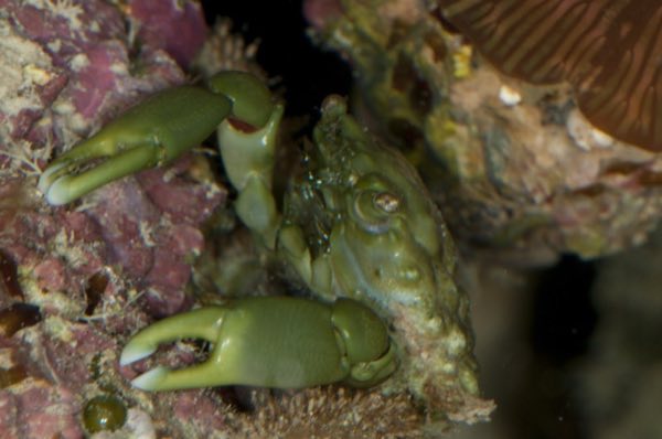 Emerald Crab