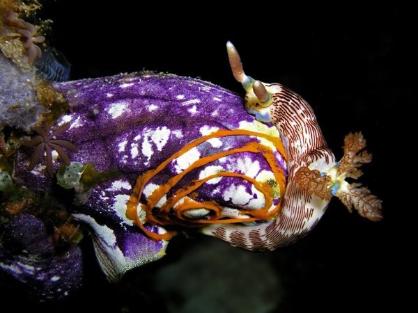 Sea Squirt