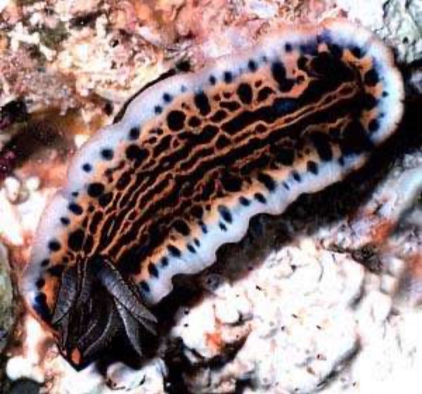 Zebra Dorid Nudibranch