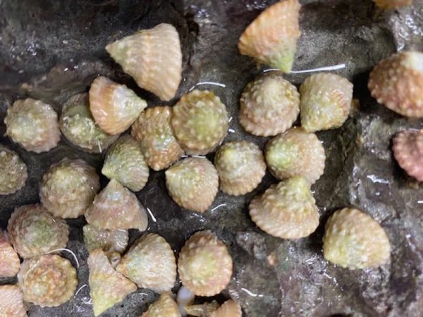 Astrea Snail