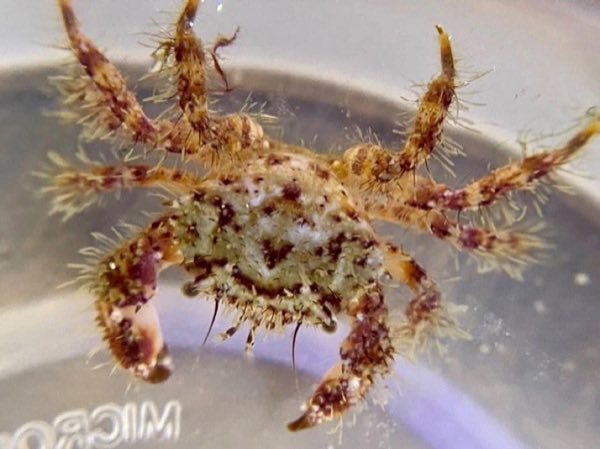 Gorilla Crab