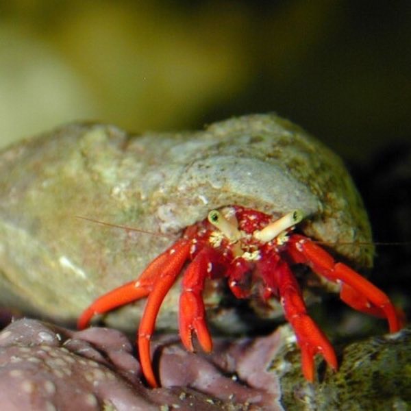 Red Tip Hermit Crab