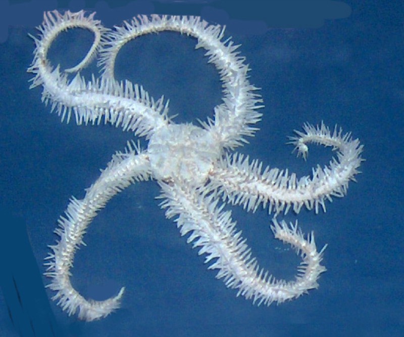 Common Brittle Star