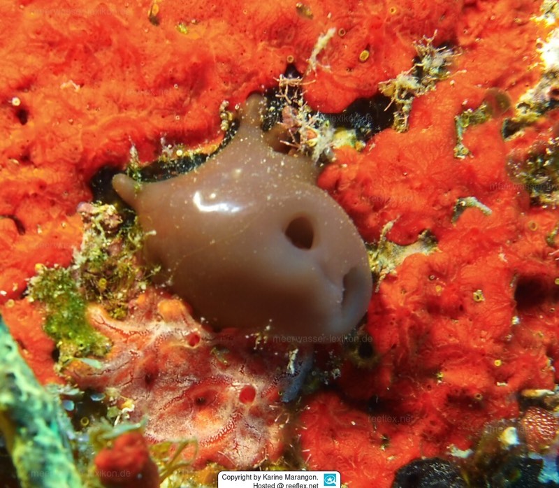 Red Tunicate