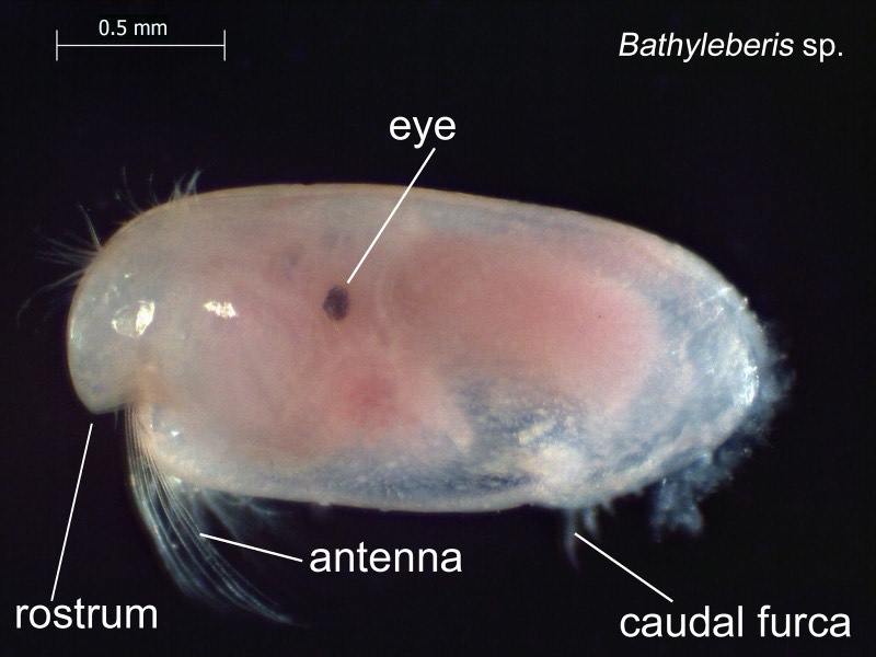 Seed Shrimp