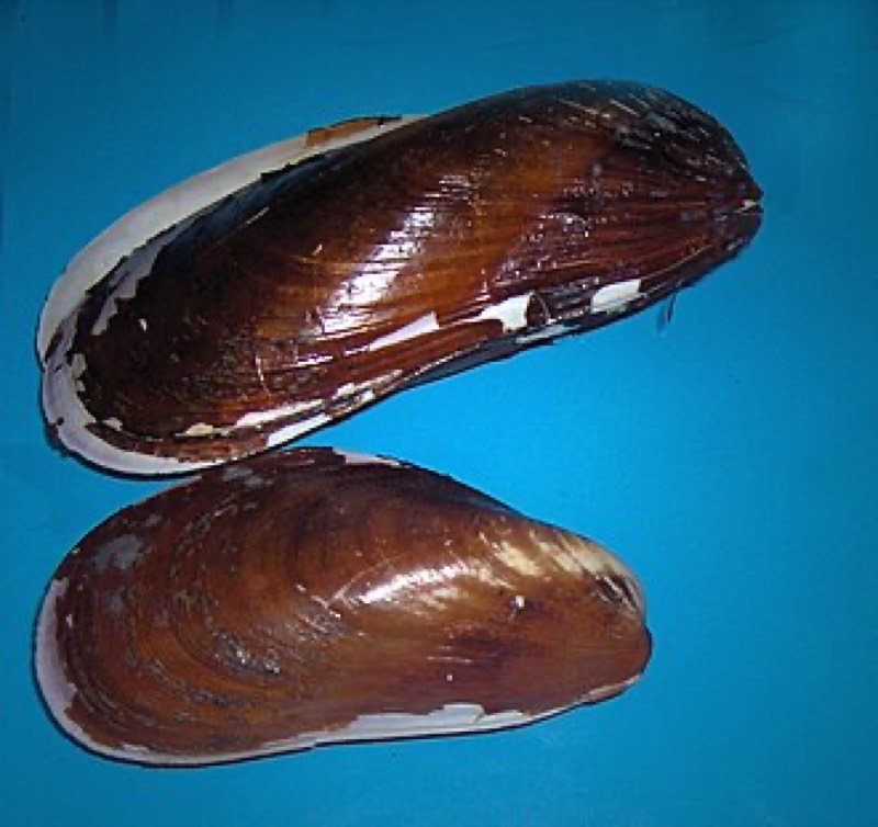 Mussel