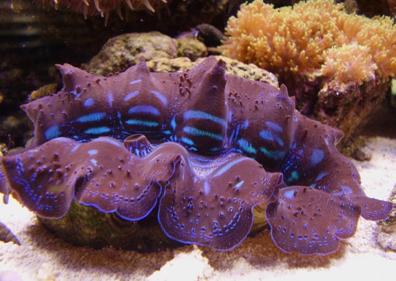 Maxima Clam