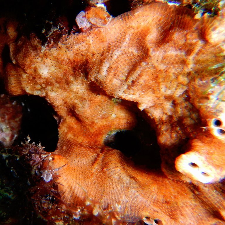Encrusting Bryozoan